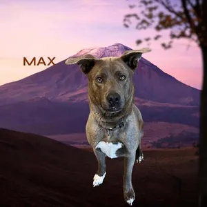 Max