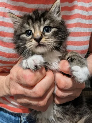 Dumpling
