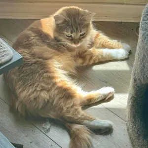 Nora