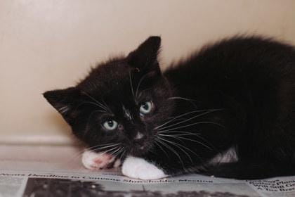 92274a Oreo- PetSmart Mt Pleasant