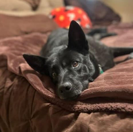 Stormy Belle is your Soul Dog