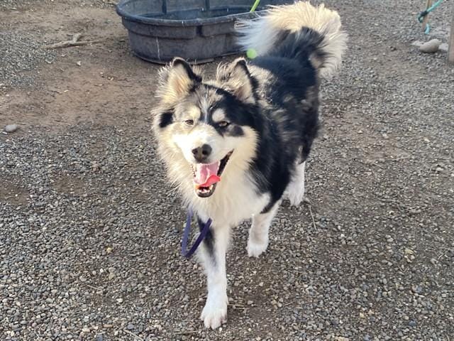 KODIAK