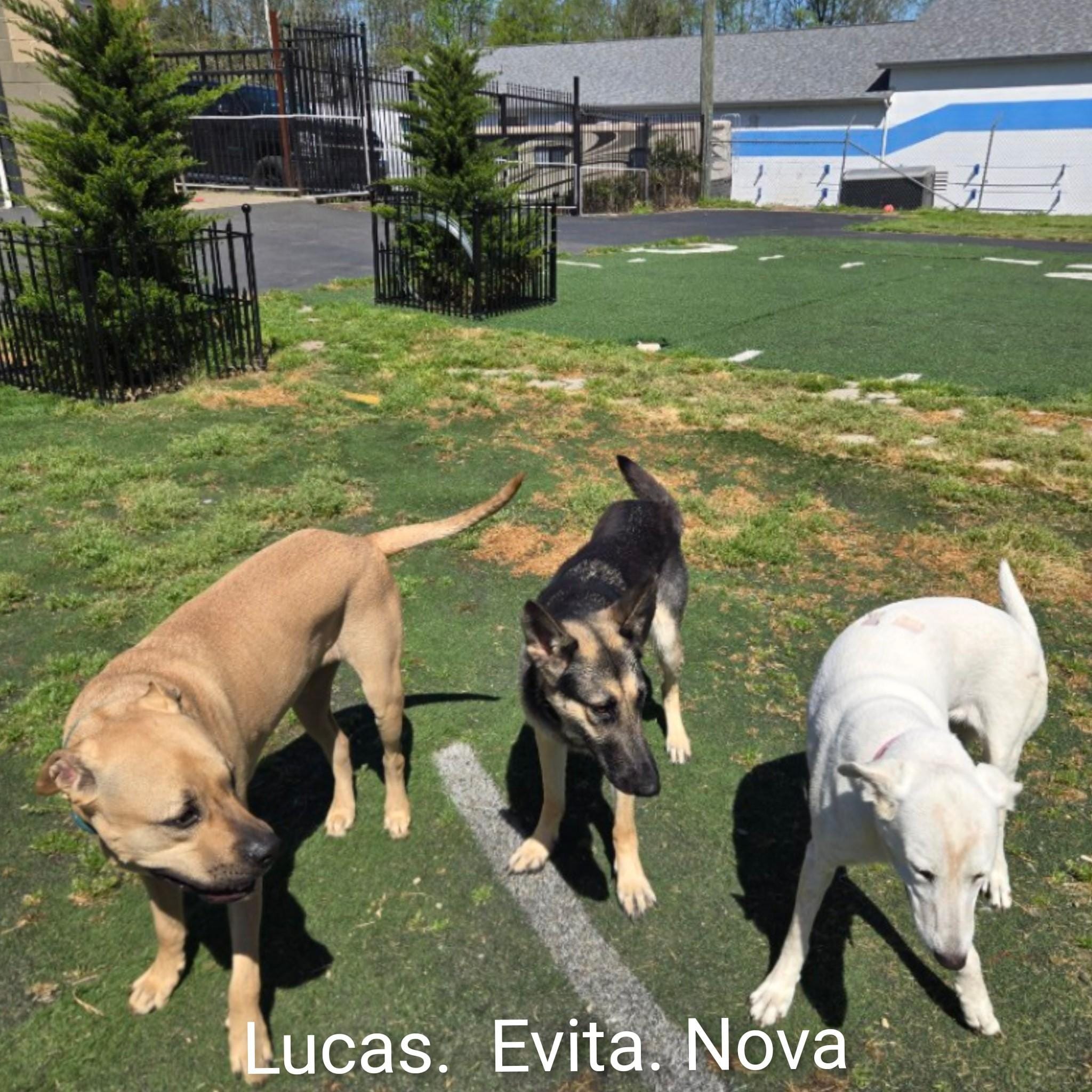 Evita
