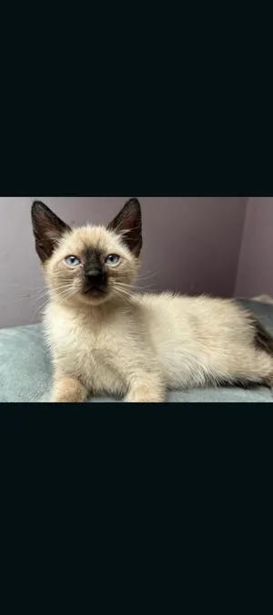 Miso
