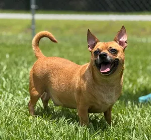 Copper