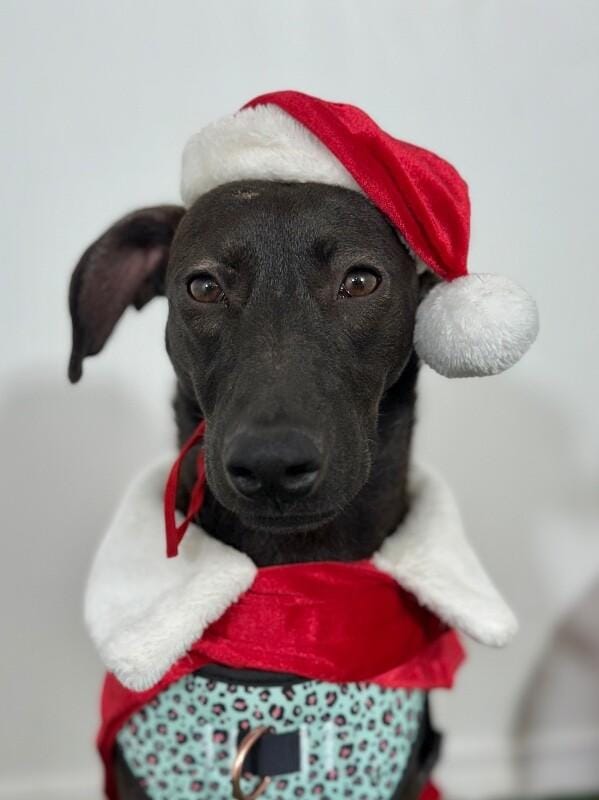 Koko-One of our Amazing Rescue Dogs