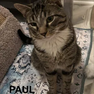 Paul