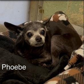 Adopt Phoebe Today - Find Paw Pal