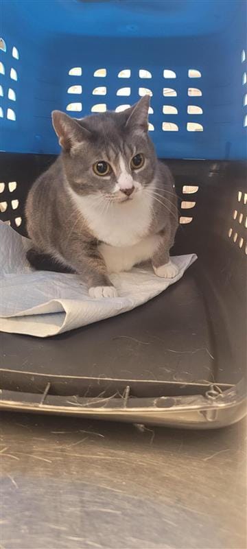 Bunz