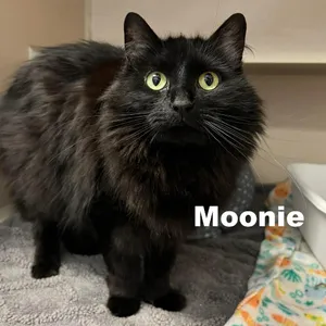 Moonie 260246