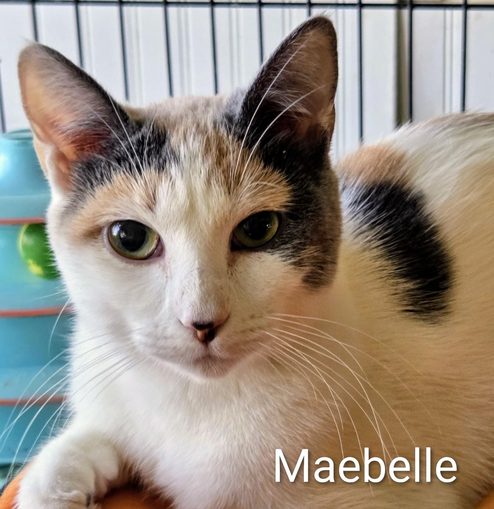 Maebelle