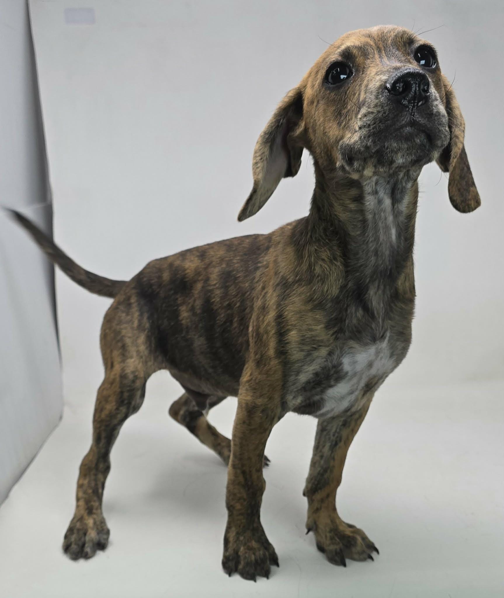 Mighty Mouse (foster needed)