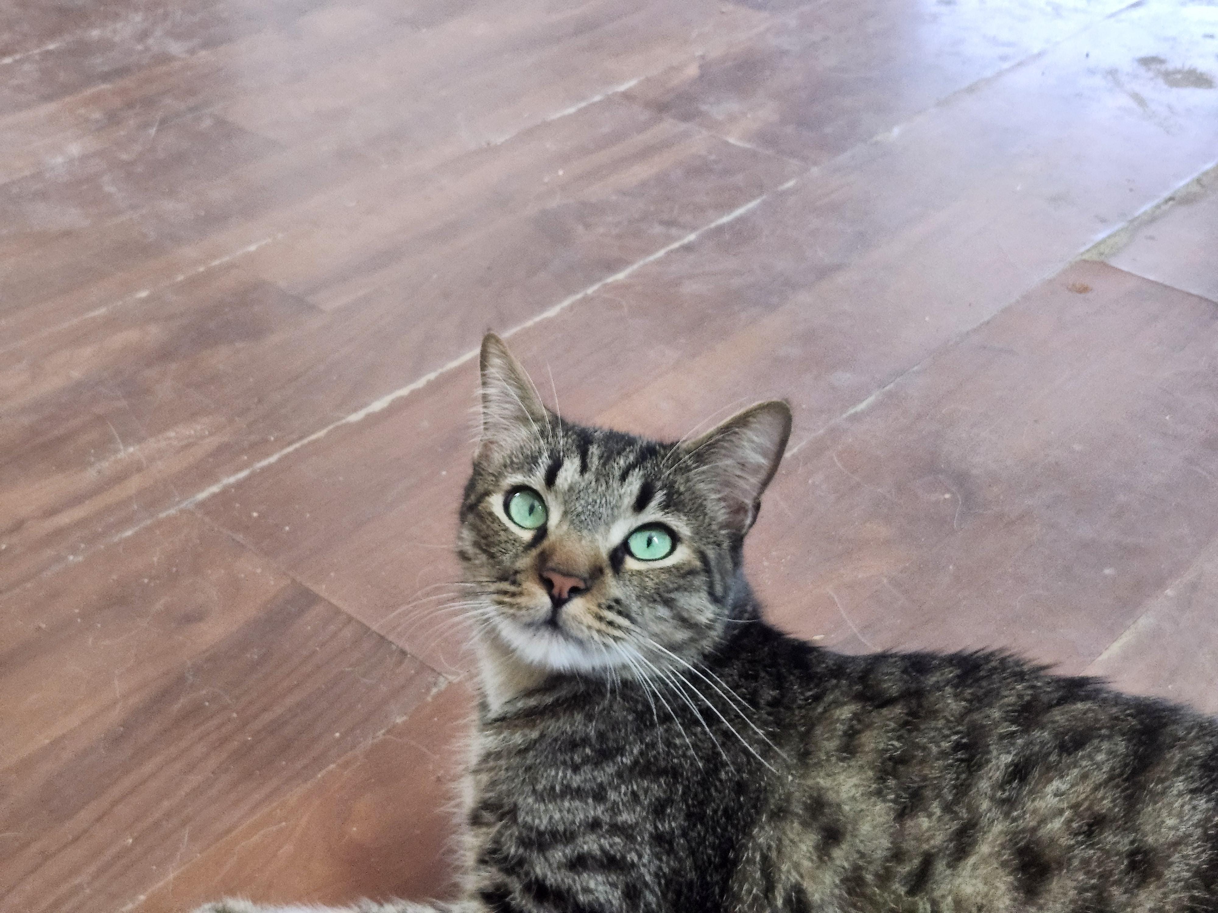 Linus
