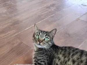 Linus