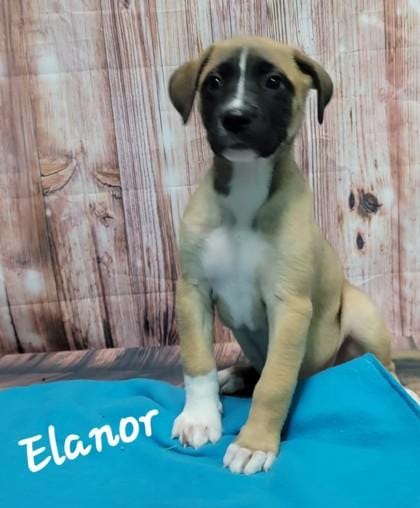 Eleanor