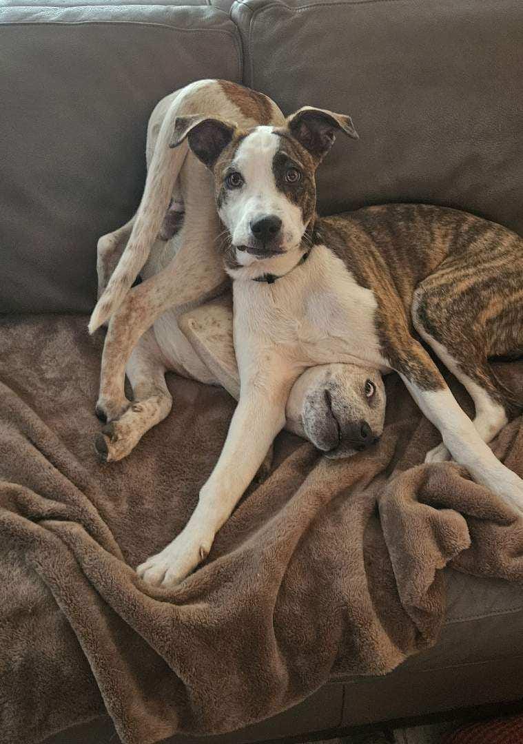 Bindi-Lou