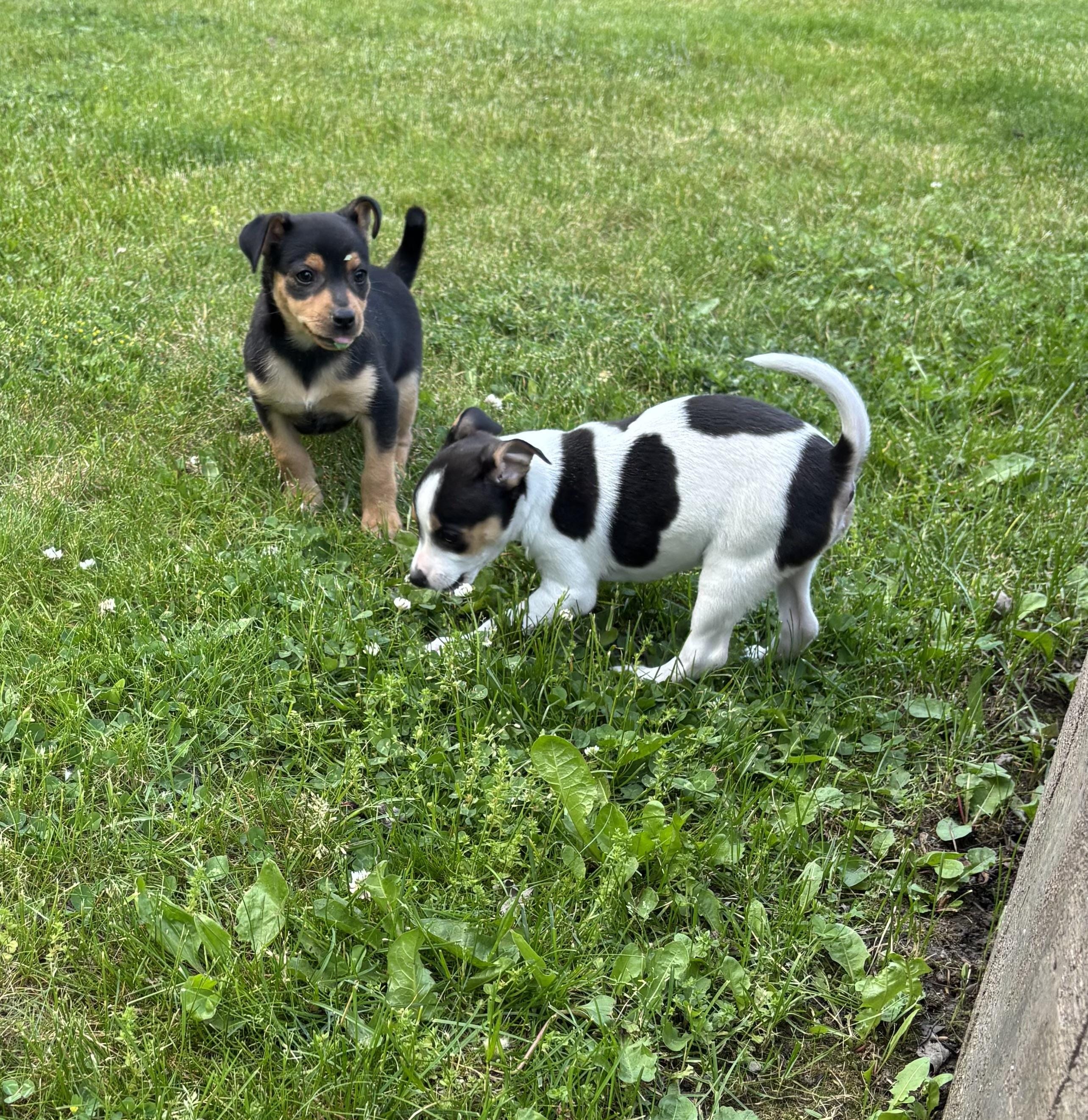 Tank and his siblings