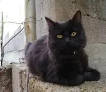 Priss - Playful and affectionate