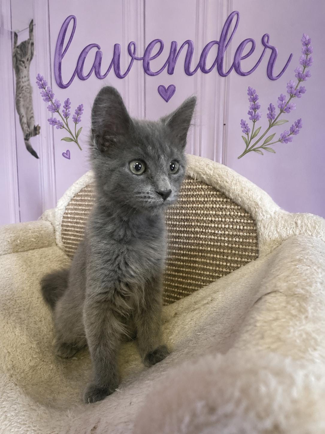Lavender