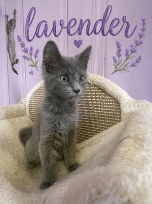 Lavender