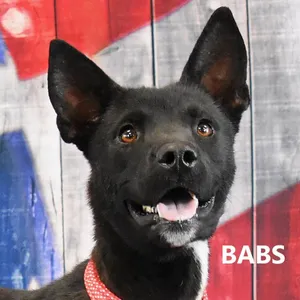 Babbs