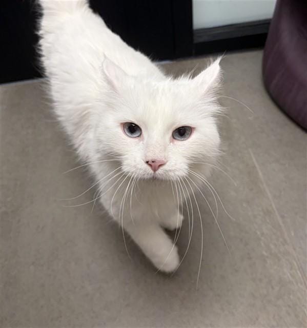 SNOWBALL