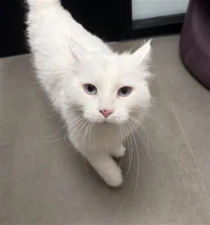 SNOWBALL