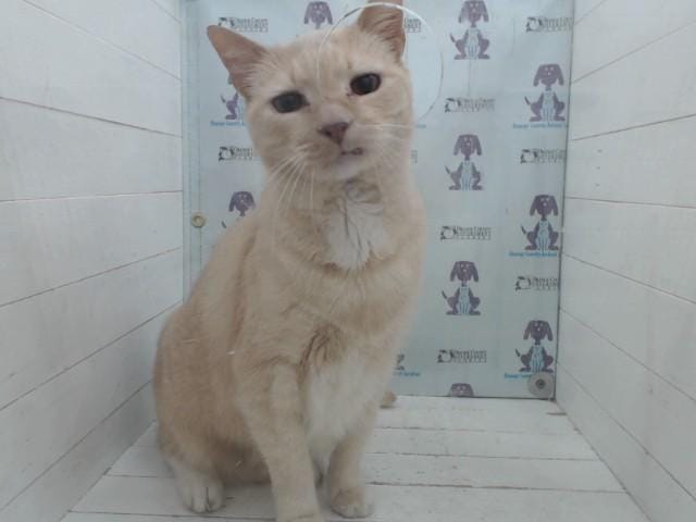 FELIX