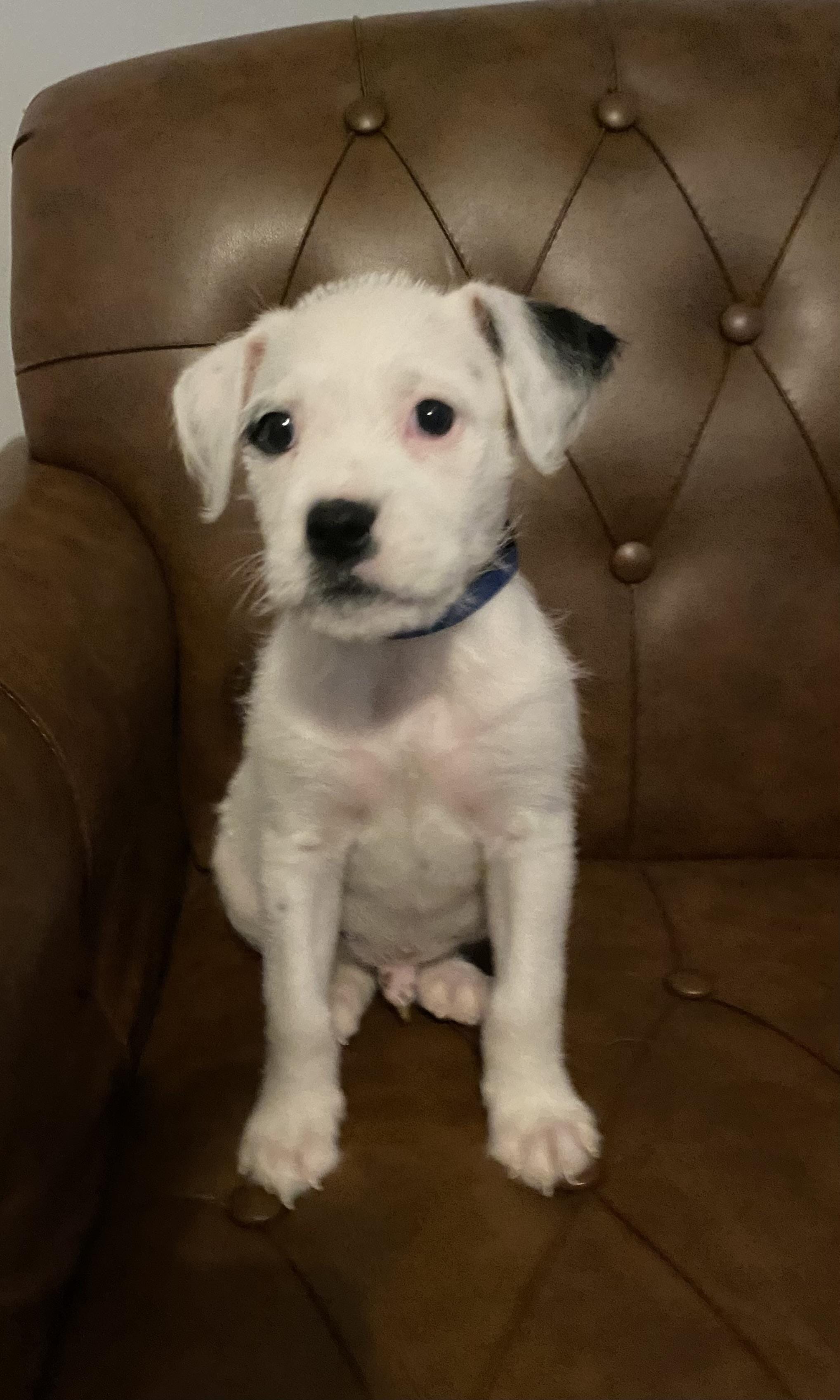 Snoopy