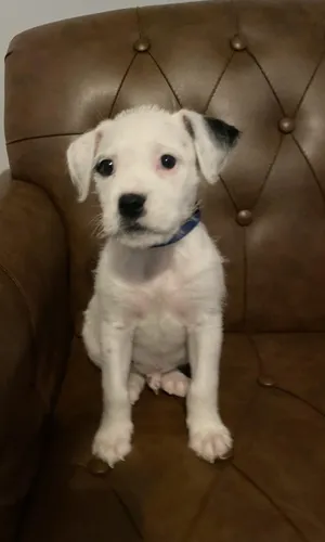 Snoopy