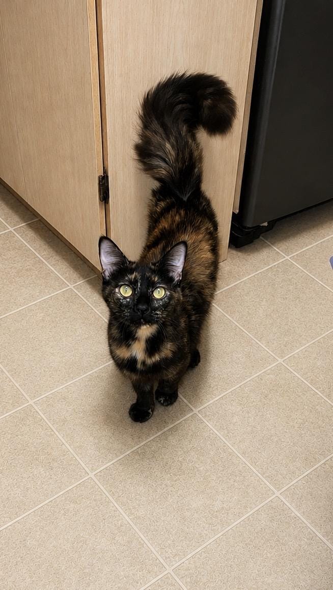 Cookie