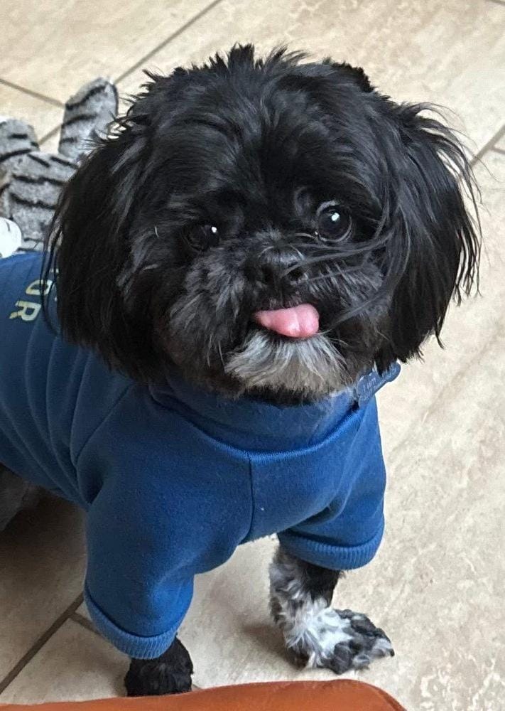 Teddy Bear
