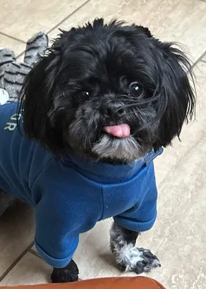 Teddy Bear