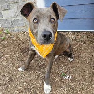 Taki