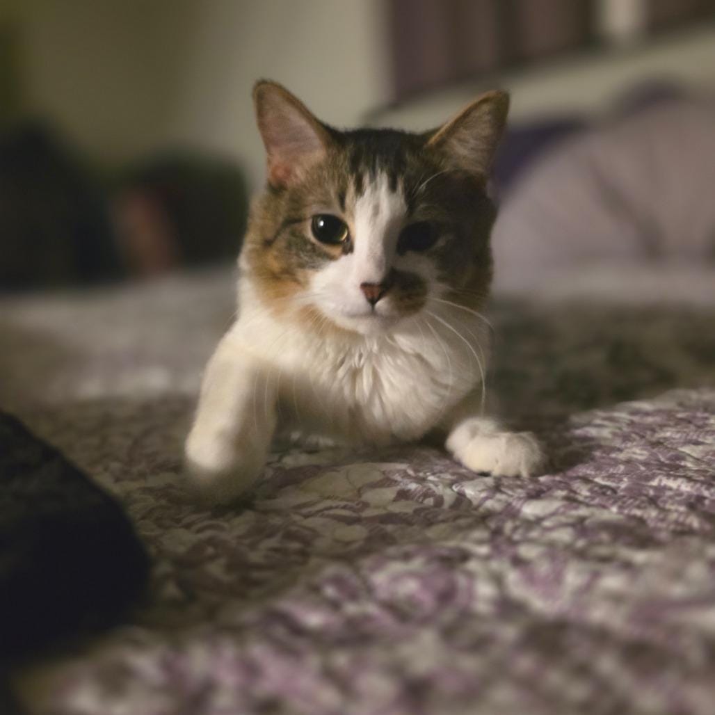 Sir Hamlet