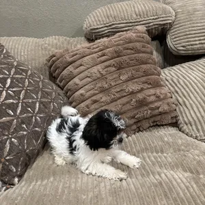 Shih/Tzu puppy
