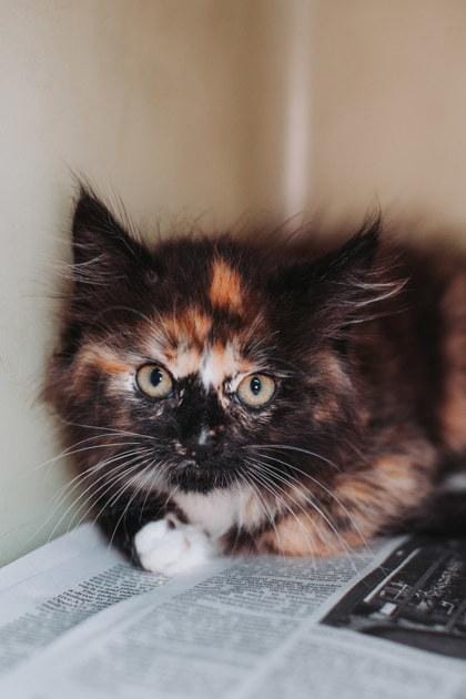92275a Cookie Dough- PetSmart Mt Pleasant