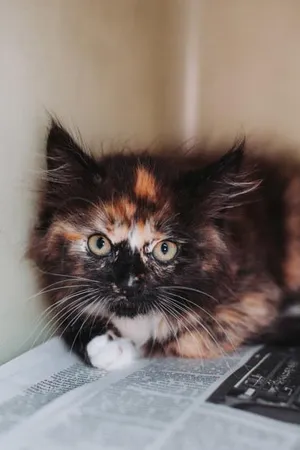 92275a Cookie Dough- PetSmart Mt Pleasant