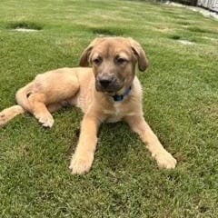 Clyde