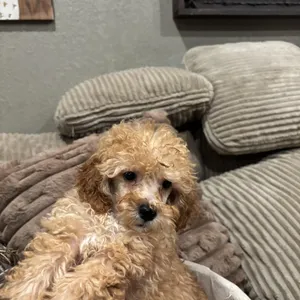 Poodle puppies