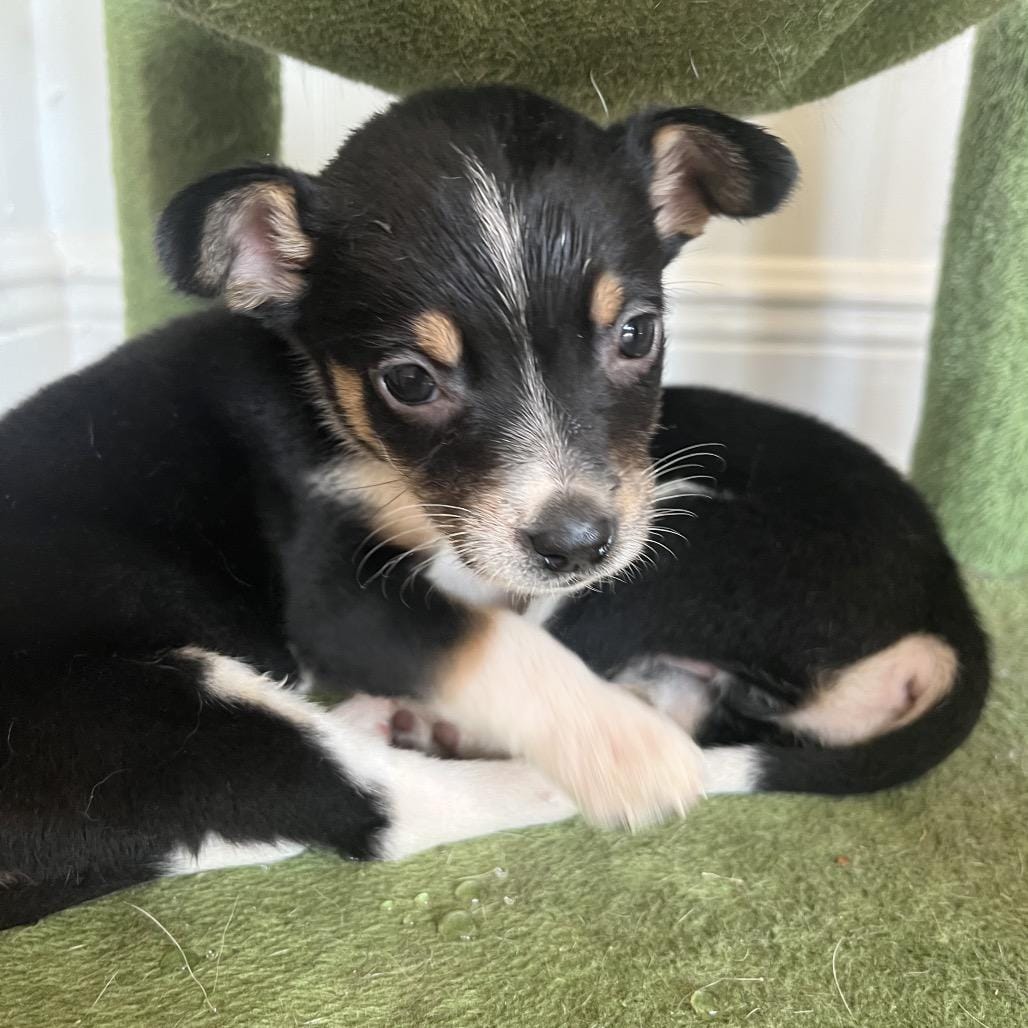 Adopt Jovie Today - Find Paw Pal