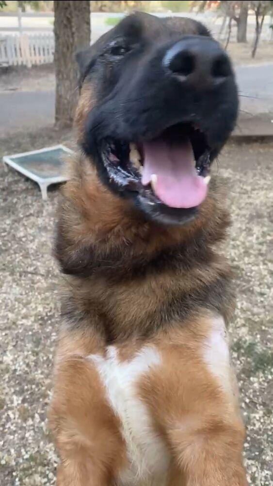 Adopt Oso Today - Find Paw Pal