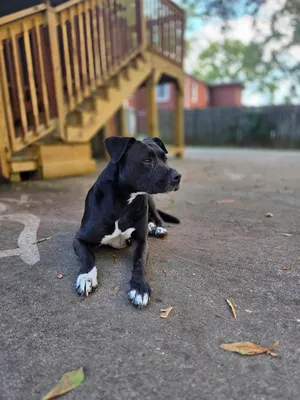 Tuxedo Bully Mix (Courtesy Post)