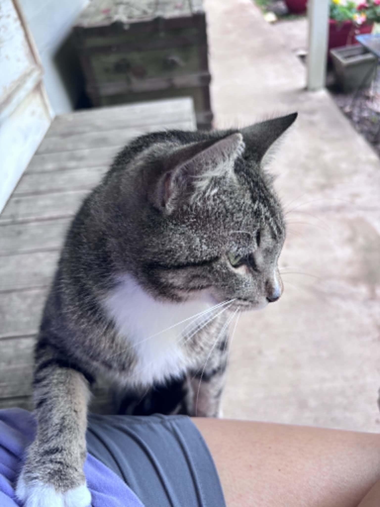 Puss in Boots (PreAdoption ONLY)