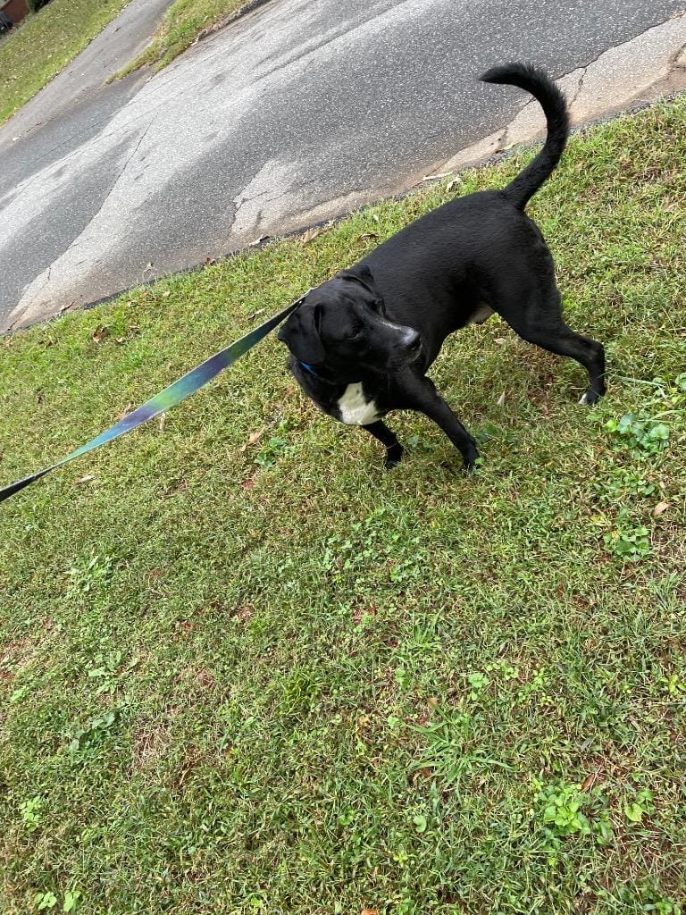 Oreo (Courtesy Post)