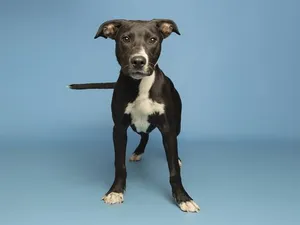 BAXTER