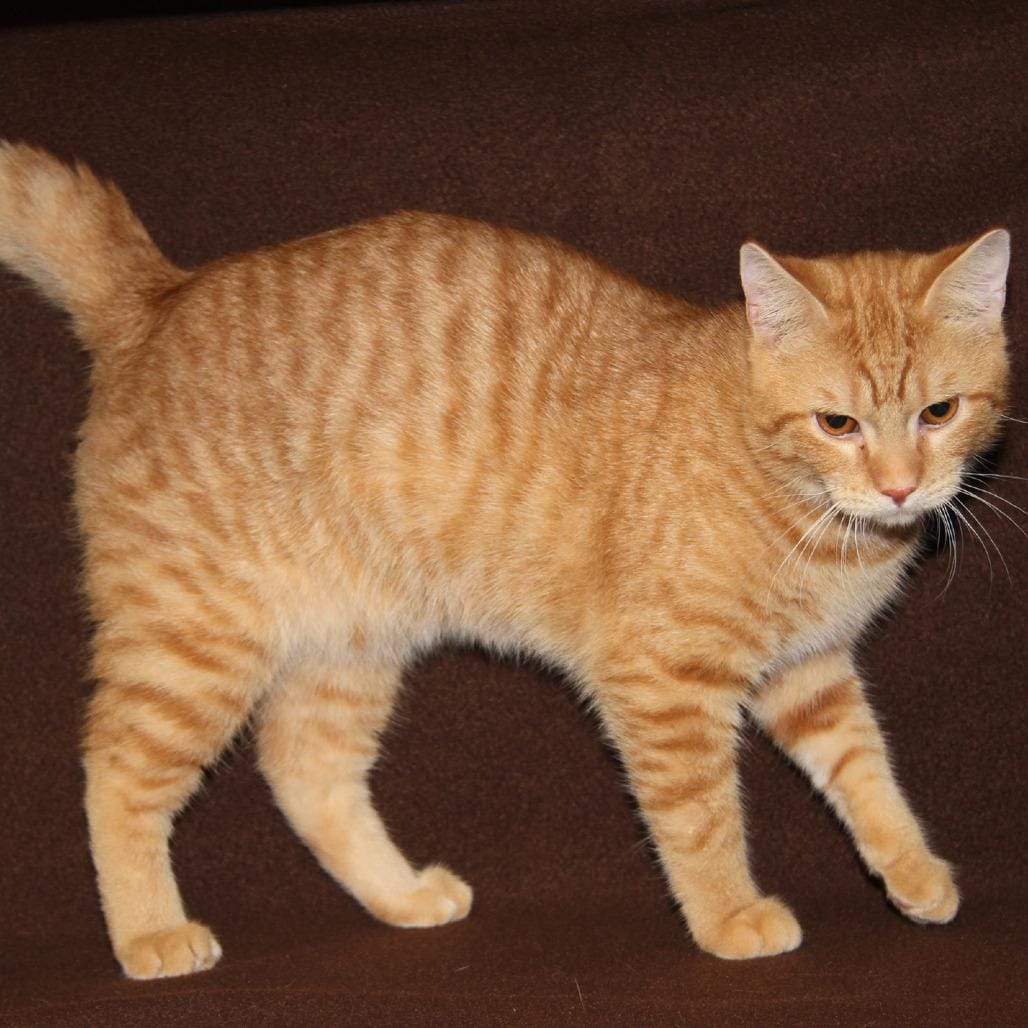 Leo fka Juni (Neutered & Combo Tested)