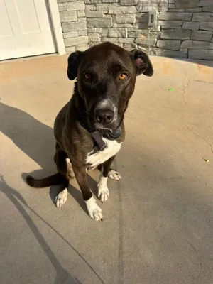 Unnamed Pup (Courtesy Post)