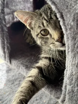 Tibbs