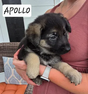 Apollo the pup!